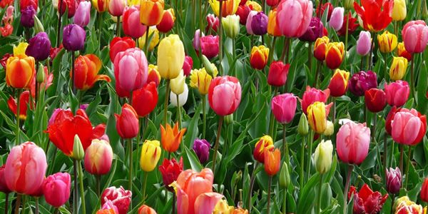 bloom-blossom-colorful-69776