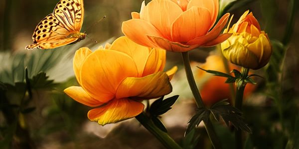 Photograph of butterfly and flower
