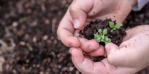 Image of seedlings growing